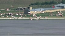 Akgöl’ün beklenen konukları ‘flamingolar’ geldi
