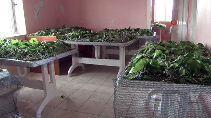 Elazığ'da muhtar, teşvik için 'İpek böcekçiliği' yapmaya başladı