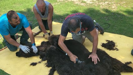 La tonte de l’alpaga du parc du Val-ès-Fleurs