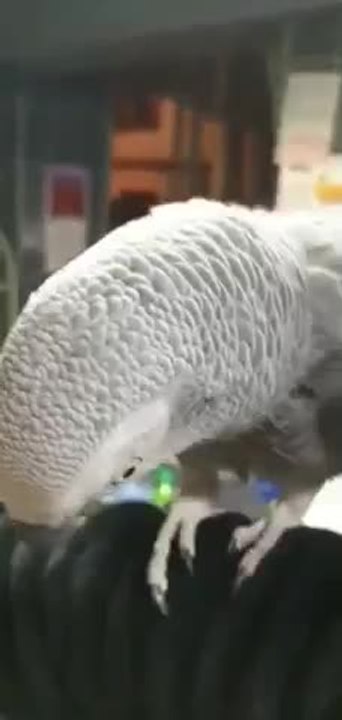 Le perroquet « Coco » a disparu dans le centre-ville de Bruxelles : sa propriétaire le recherche depuis ce mardi après-midi