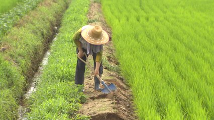 장마철 농작물 피해 대비해야 / YTN