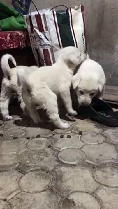 AKBAS COBAN KOPEGi YAVRULARI - AKBASH SHEPHERD DOG PUPPiES