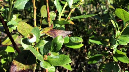 Free Stock Footage 2020 Blueberry Fields Forever