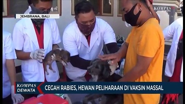 9 Warga Diserang Anjing Rabies, Warga Vaksin Masal Peliharaan