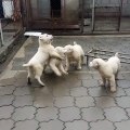 ALABAY COBAN KOPEK YAVRULARI EGZERSiZLERi - ALABAi SHEPHERD DOG PUPPiES EXERCiSE