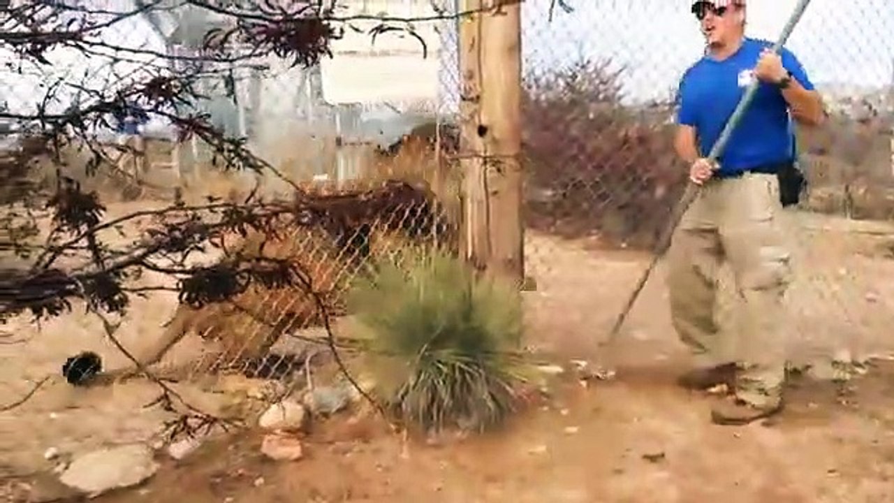 Lion Gets Out Of The Cage
