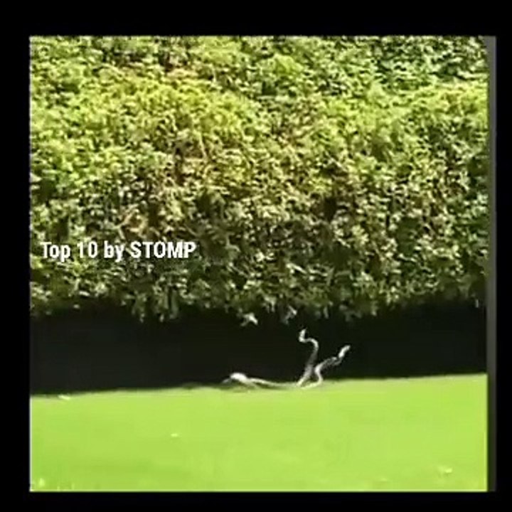 Snake Mating | Stomp | Snakes | Snakes laying eggs | Snakes giving birth