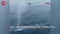 Mavi balina balıkçıları korkuttu! İşte o anlar