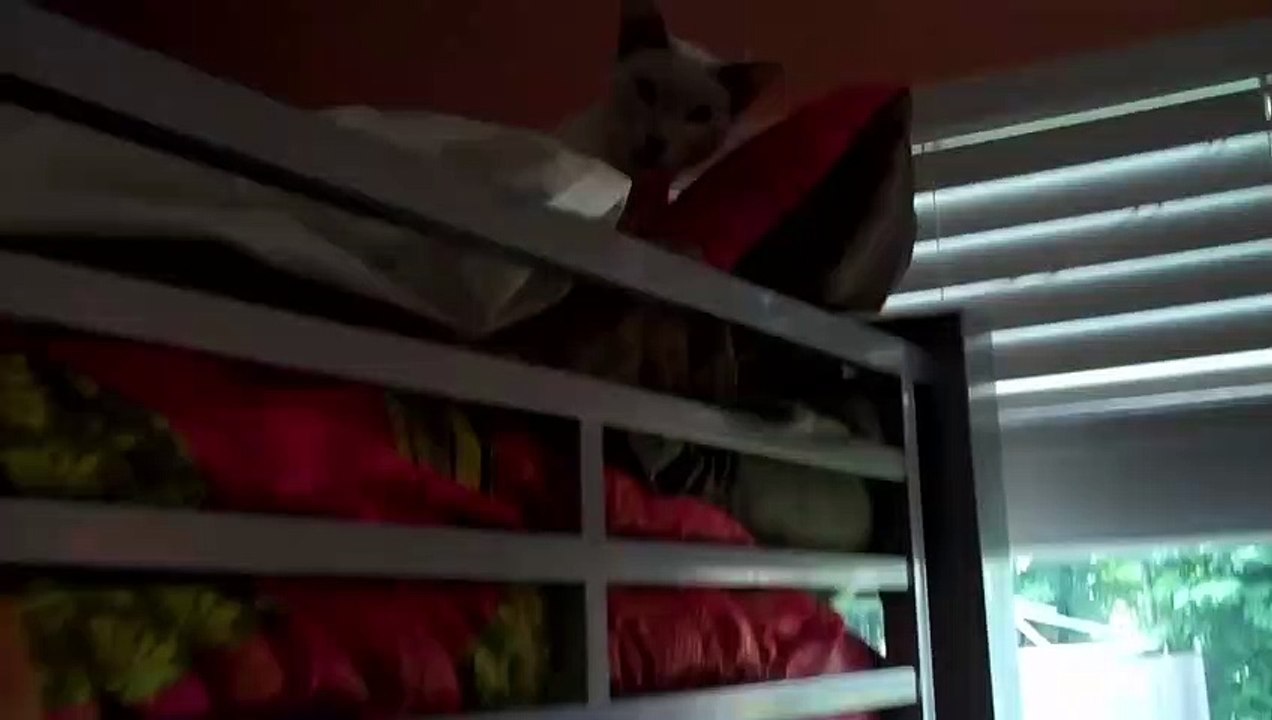 Siamese Cat