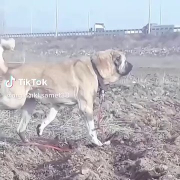 ANADOLU COBAN KOPEGi TOPRAGI HAVALANDIRMA GOREVi - ANATOLiAN SHEPHERD DOG 4 4