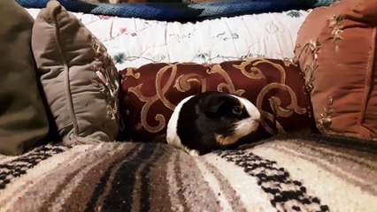 CAVIA PORCELLUS PARSLEY 20190725_115023