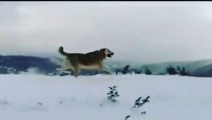 ANADOLU COBAN KOPEGiNDEN AGIR SPOR - ANATOLiAN SHEPHERD DOG EXERCiSE