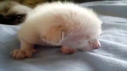 Siamese cat carrying kitten