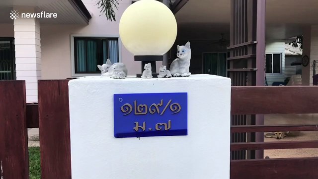 Wild boar attacks motorcycle after being stopped from seeing his 'girlfriend' pet pig