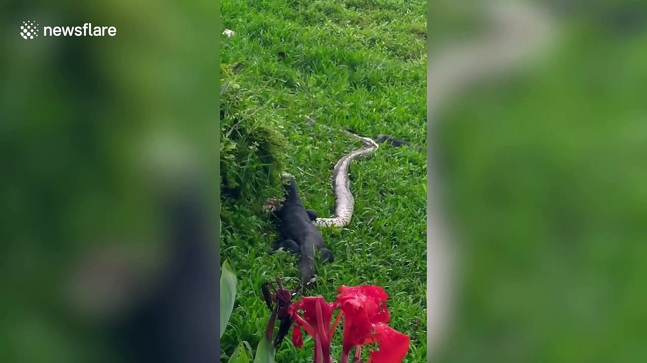 Monitor lizard eats python after tussle on river bank in Singapore
