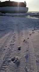 Dog Dragged out of Freezing Predicament