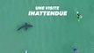 En Afrique du Sud, un immense requin blanc frôle six surfeurs