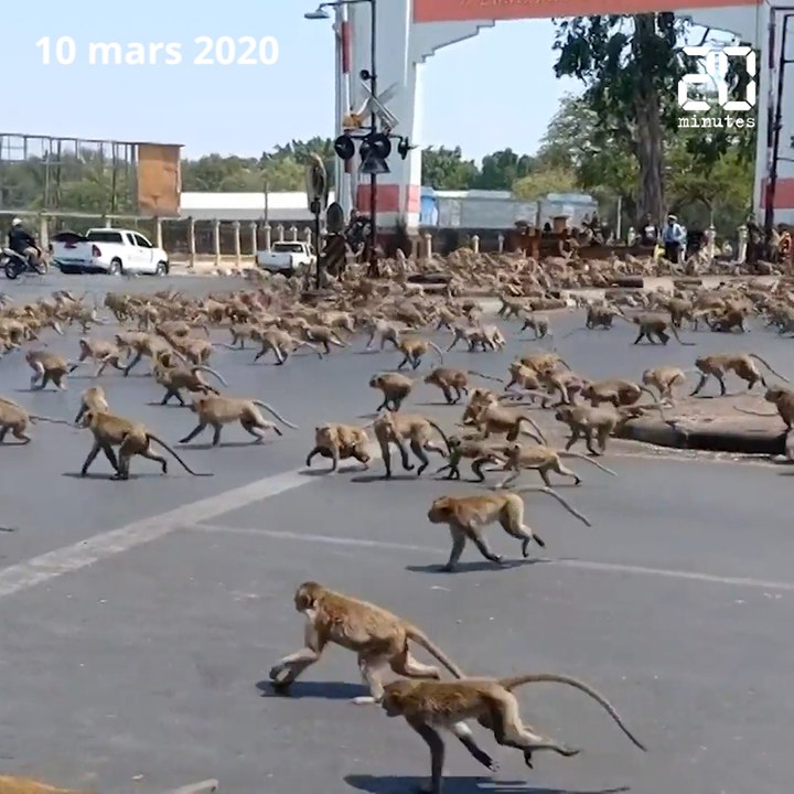 Thaïlande : A Lopburi, « la ville des singes » prend des mesures face à ses gangs de macaques