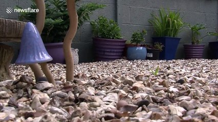 Sweet hedgehog builds nest and chomps food in English garden