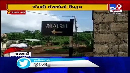 Bizzare pest after rain spells trouble for villagers , Amreli
