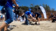 Suelta de una tortuga de 100 kilos en Oropesa del Mar
