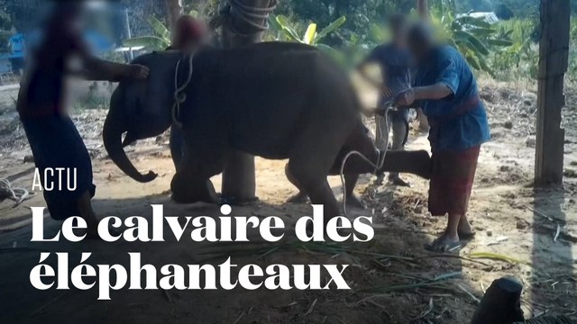 Les terribles images du dressage des éléphants à touristes en Thaïlande