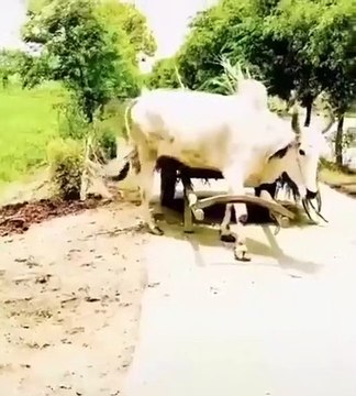 Un boeuf a compris comment il devait travailler et le fait tout seul