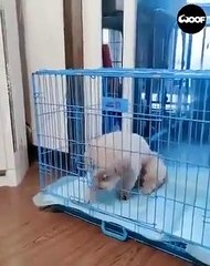 Un chien intelligent durant la canicule