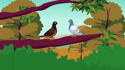 Pigeon Natural And peaceful environment