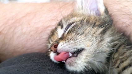 Adorable Kitty Dreams of Dinner