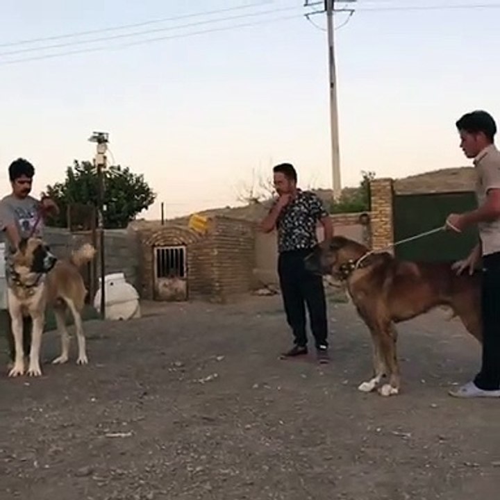 iRAN HOROSANi COBAN KOPEKLERi KARSILASMASI - PERSiAN HOROSANi SHEPHERD DOGS