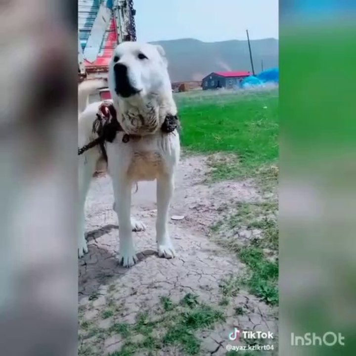 ADAMCI AKBAS COBAN KOPEGi - ANATOLiAN SHEPHERD AKBASH DOG