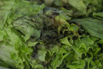 How to Keep Bagged Salad Fresh As Long As Possible