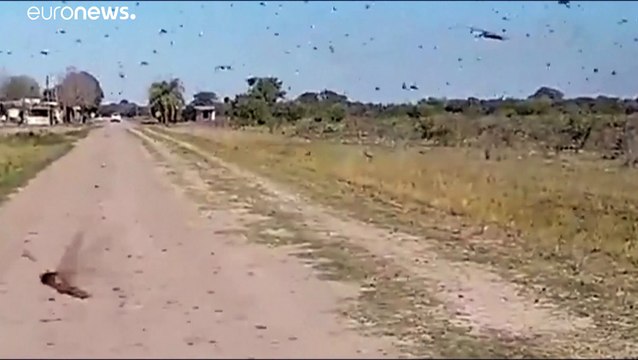 Una plaga de langostas en Argentina