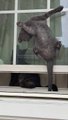 Acrobatic Kitty Climbs up Window Screen