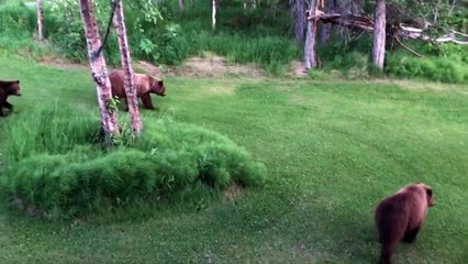 Mama Bear with Cubs Bluff Charges Deck