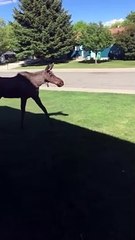 Moose Peacefully Trots on Front Lawn