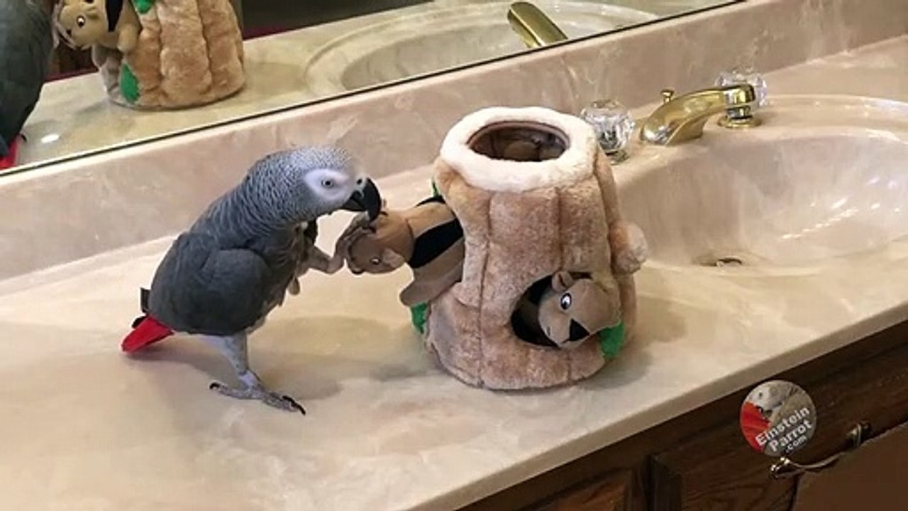 Parrot is playful with a family of toy squirrels