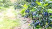Mistakes You Should Never Make When Growing Blueberries