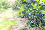 Mistakes You Should Never Make When Growing Blueberries