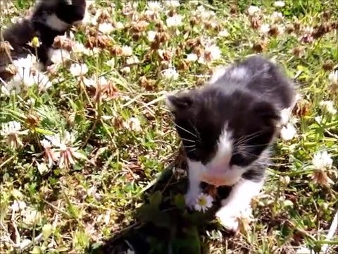 Four Weeks Black and White Kittens Day Out In The Garden