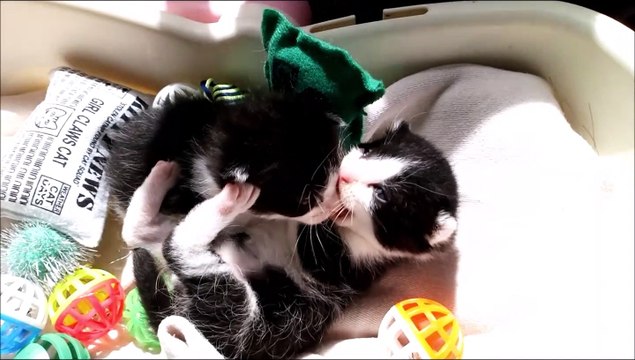 Three Weeks Old Kittens