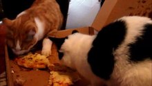 Two Kittens 2 Cats 5 Months Old Ginger White Eating Pizza and Cake