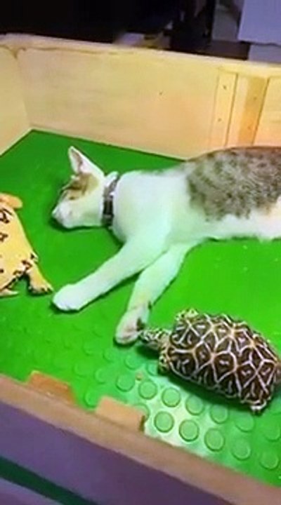 Ce chat fait la sieste avec des tortues !