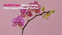 Orchid Care Tips to Help This Fussy Flower Thrive