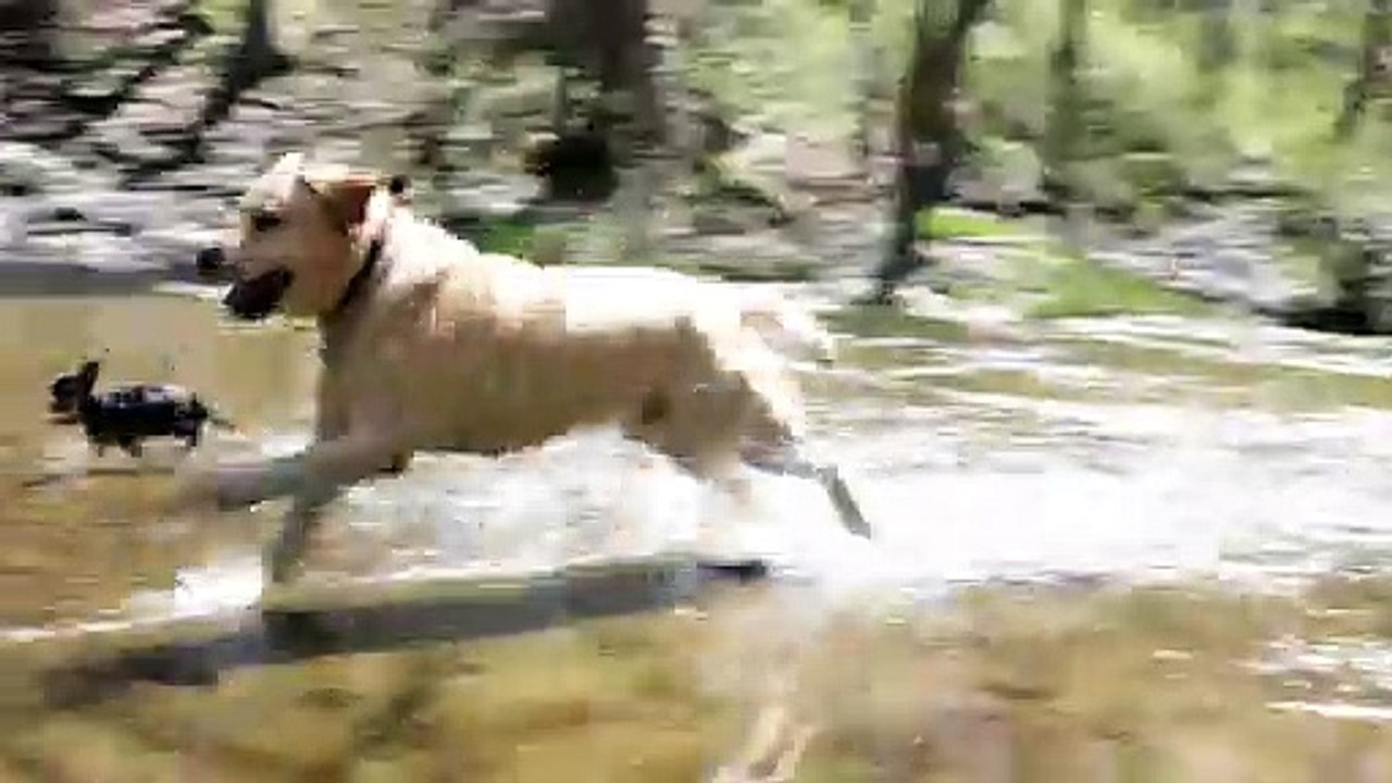 Dog Play in River