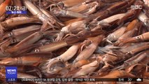 [뉴스터치] '금징어' 였던 오징어, 어획량 늘며 가격 하락