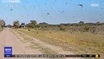 [이 시각 세계] 브라질 남부 곡창지대 '메뚜기떼 습격'