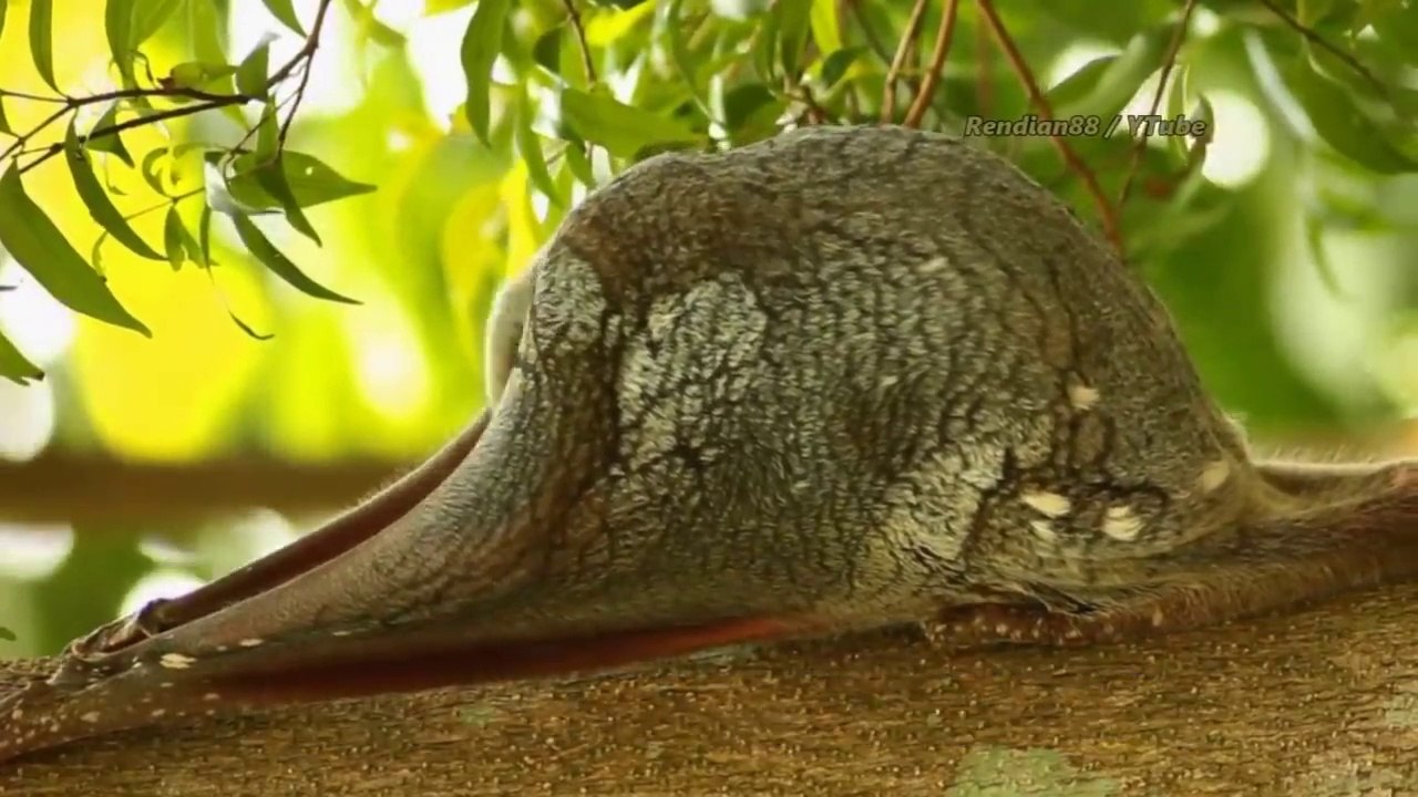 Amazing jungle life