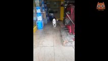 Videos divertidos de gatos y perros